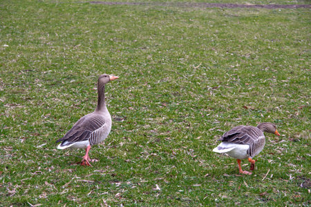 A couple of greylag geese are looking for food on a green lawn in a park in MalmÃ¶, Swedenの写真素材