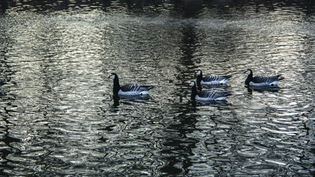 Four barnacle geese are swimming in the cold black water on a cold winter day in MalmÃ¶, Swedenの写真素材