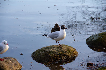 A Black-headed gull (Chroicocephalus ridibundus) is standing on a rock in the water in the winter sunlightの写真素材