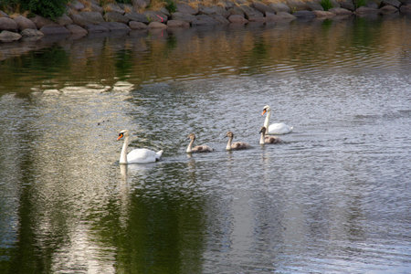 A small swan family is swimming in line in the canal on a warm summer morning in MalmÃ¶, Swedenの写真素材