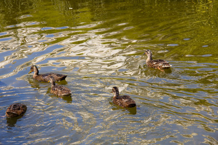 Five female mallard ducks are swimming in a pond in a park in Sweden.の写真素材