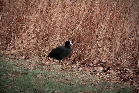 Eurasian coot during winter in MalmÃ¶, Swedenの写真素材