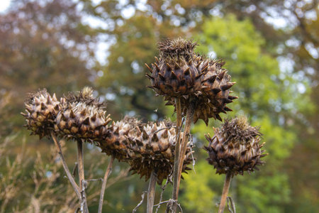 Som old plants with spikes during fallの写真素材