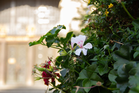 Some flowers growing on a planted bush in the city center of Pragueの写真素材
