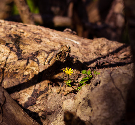 A small yellow flower growing out of an old tree stump in early spring in southern Swedenの写真素材