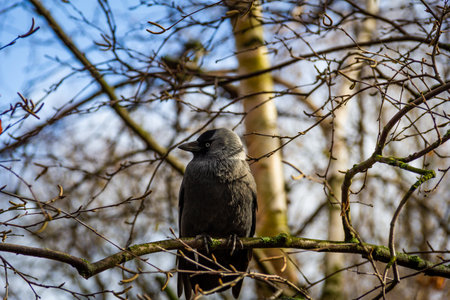 A Western Jackdaw sitting in the early spring sunlight on a cold dayの写真素材