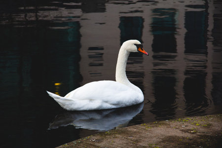 An elegant mute swan is gliding by in the black waterの写真素材
