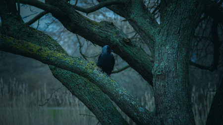 A wester jackdaw sitting lonely on a tree branch during a cold winter day at duskの写真素材