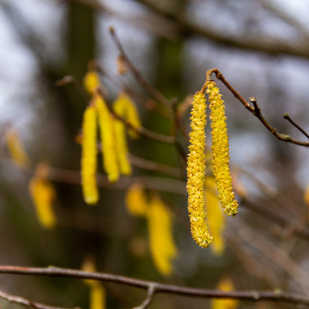 Yellow birch catkin during springtime in park in MalmÃ¶, Swedenのeditorial素材