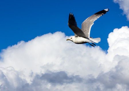 A common seagull is flying with wings spread out agains a clear blue sky with fluffy clouds. Freedoom.の写真素材