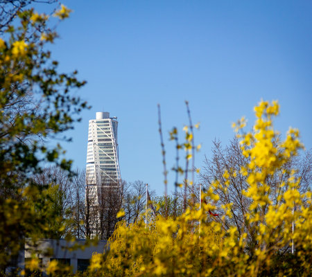 MalmÃ¶, Sweden - April 19, 2019: The white skyscraper Turning Torso is seen behind some yellow flowers in full bloom as the spring comes to MalmÃ¶のeditorial素材