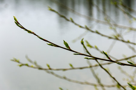 A small tree twig has small leaves coming out of it in spring time in a park in MalmÃ¶, Sweden