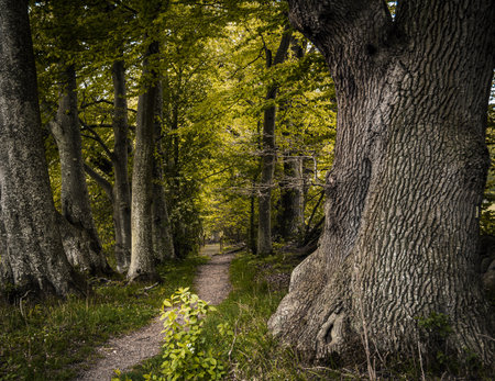 A giant old oak tree next to a small trail in a spring forest in southern Sweden on a windy spring dayの写真素材