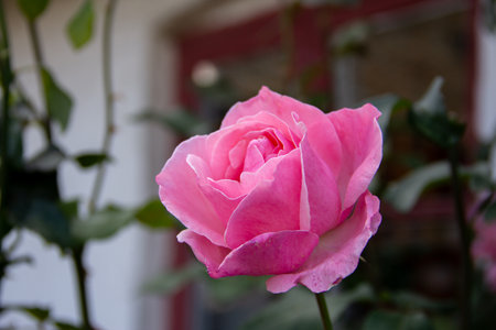 A single pink rose flower is in focusの写真素材