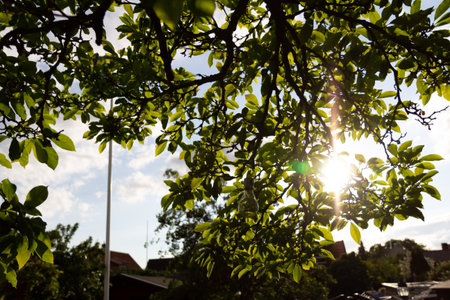 The sun is shining through some green leaves in a garden on a warm summer evening in Swedenの写真素材