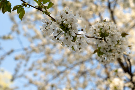 A branch of white delicate flowers, like cherry or apple blossom, on a bright spring day with blue sky and bokeh effect in the backgroundの写真素材