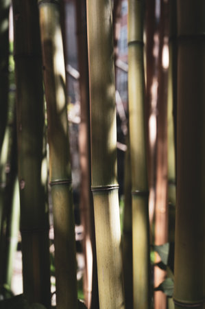Close up of a shaded area of a bamboo cluster in a garden in Swedenの写真素材