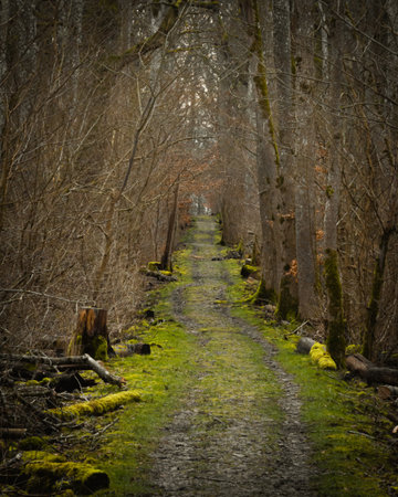 A gravel road passes in a straight line through the forrest in the wooded area and national park called Dalby SÃ¶derskog in southern Swedenの写真素材