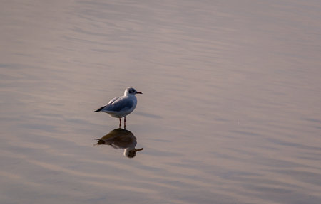 A single seagull is standing in the calm water in the ocean close to the beach in the town of MalmÃ¶, Swedenの写真素材