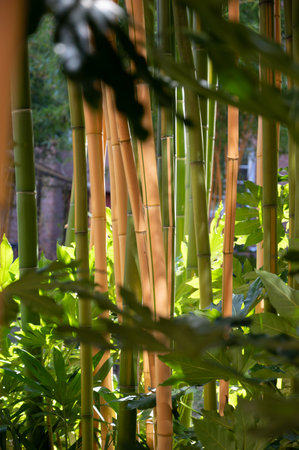Bamboo stems in yellow and green in a sunlight gardenの写真素材