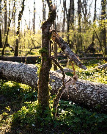 A broken tree in the sunlit forest called Dalby SÃ¶derskog in southern Swedenの写真素材