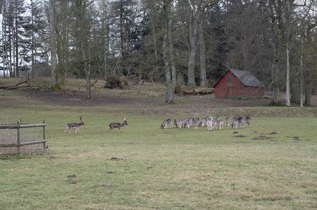 A big group of deers are eating of the green grass in the wooded area called Torup in southern Swedenの写真素材