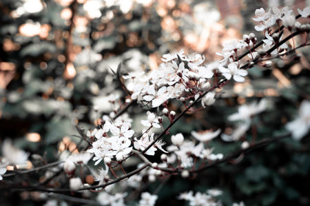 A cherry tree in full blossom against a dark green backgroundの写真素材