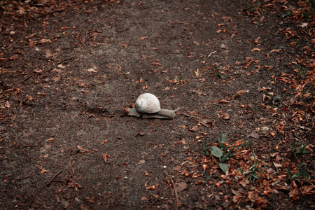 A single snail is slowly moving across the gravel path on a bright autumn day