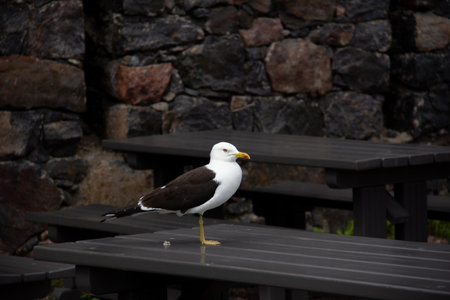 A big seagull is standing on a picknick tableの写真素材