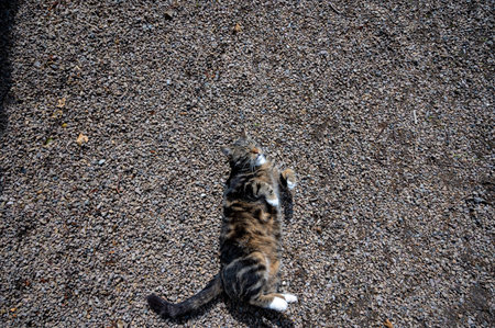 A striped cat laid on the ground with closed eyesの写真素材