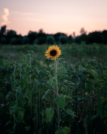 A single sunflower in bloom in a big field during sunsetの写真素材