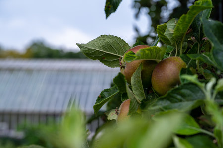 Apples embedded in green leaves on a fruit tree in an orchard in fall or autumn timeの写真素材