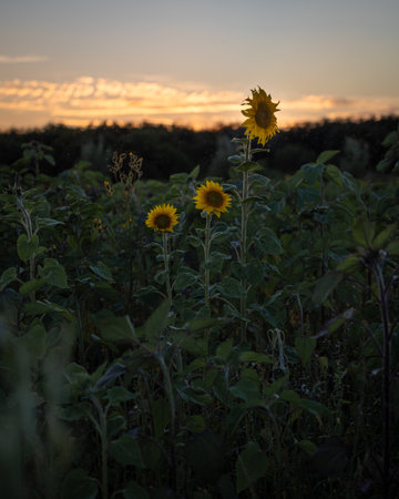 Three sunflowers on a field during sunset giving a moody impressionの写真素材