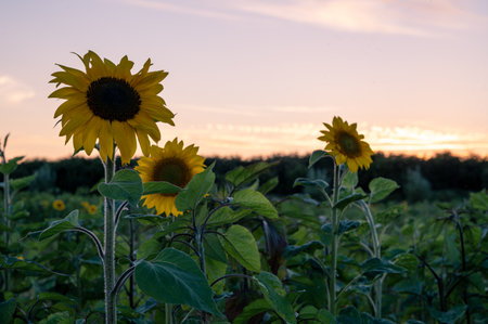 Three back lit sunflowers on a green field during sunsetの写真素材