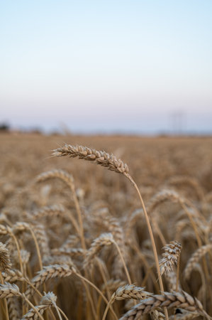 Golden dry wheat in detail on a field with copy space aboveの写真素材
