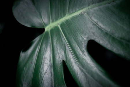 An abstract dark and moody closeup of a green Monstera leafの写真素材