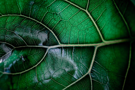 Detailed structure of a green leaf in abstract wayの写真素材