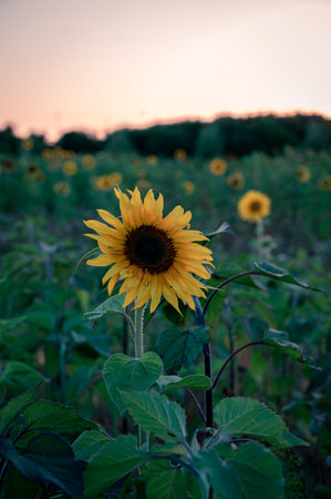 Sunflower field during sunsetの写真素材