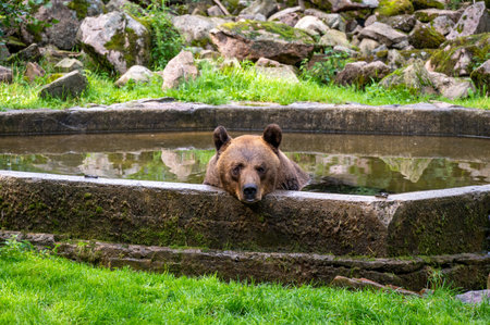 A big brown bear is resting in a pool of water during the summer heatの写真素材