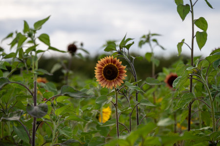 A sunflower in full bloom in a big sunflower fieldの写真素材