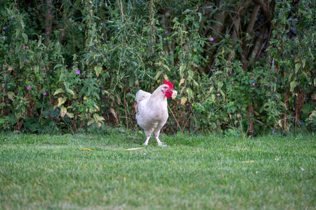 White rooster standing in grass with piece of bread in mouthの写真素材