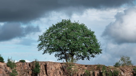 A single green tree on a red stone cliff against dramatic dark sky