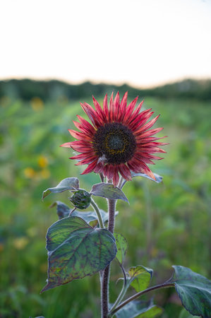 Red sunflower in full bloom on a green field blurred in the backgroundの写真素材