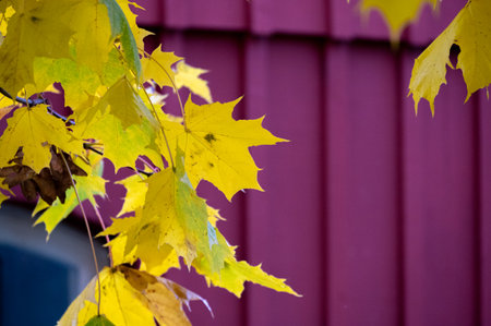Yellow fall colored maple leaves against pink wall with copy space during autumnの写真素材