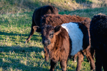 A belted galloway calf standing among its herd during sunset in pastureの写真素材