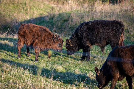 Two young Galloway calfs standing in front of eachother and wants to play