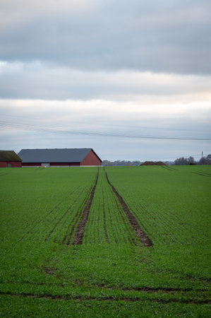 Green crop field with leading lines and barn in SkÃ¥ne in southern Swedenの写真素材