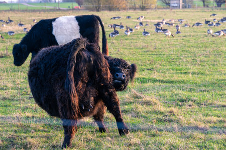 A black galloway cow trying to lick herself but cannot reach and making a funny faceの写真素材