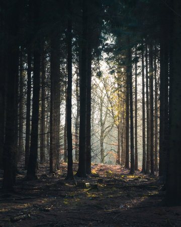 Dark pine forest with sunlight and mist coming throughの写真素材