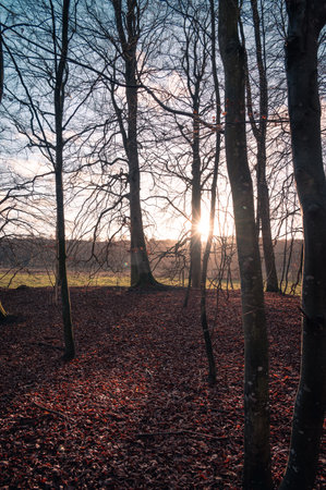 Sunbeams through trees with no leaves during sunrise in the nature reserve of Fyledalen in southern Swedenの写真素材